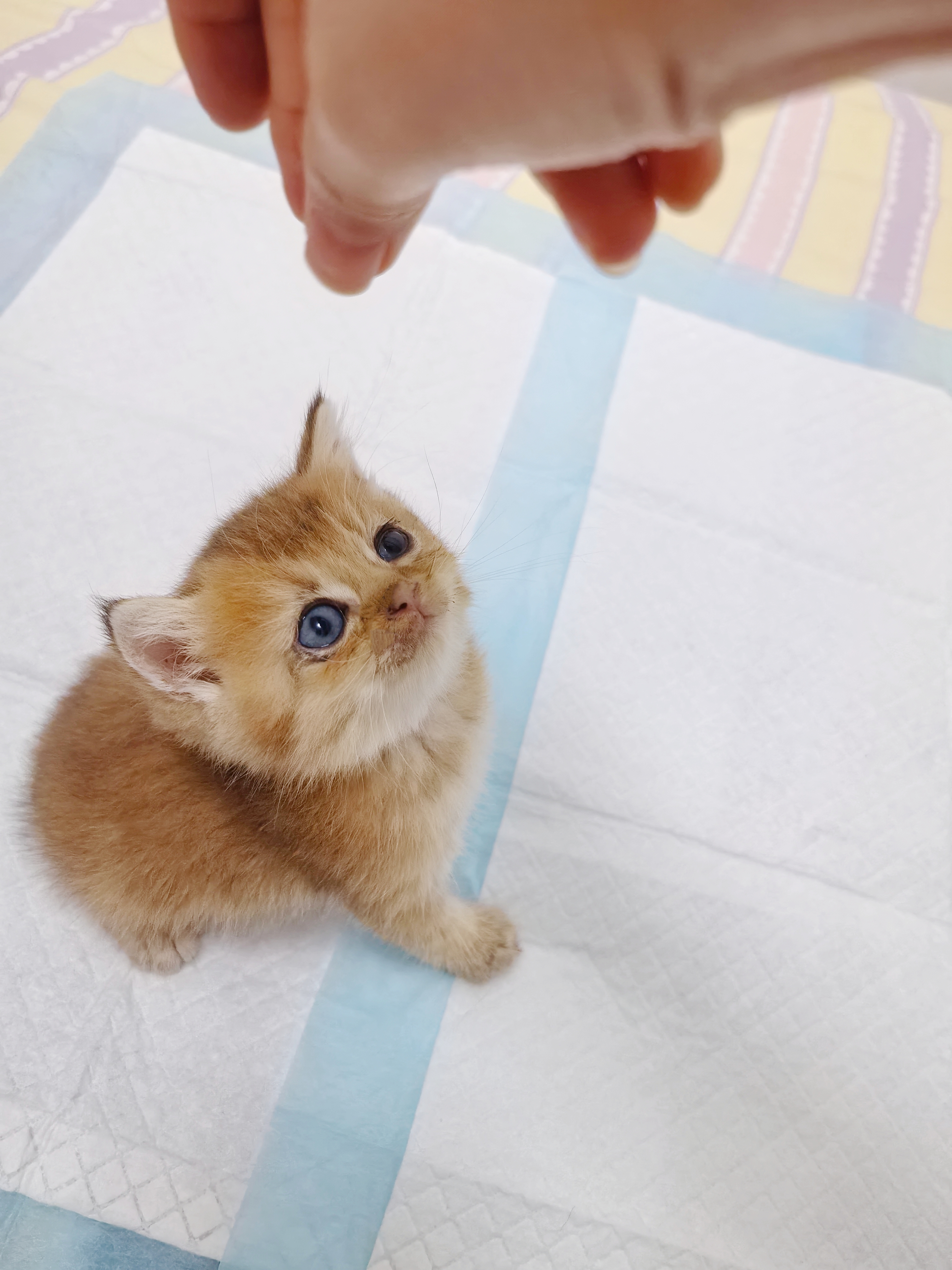 金渐层11色弟弟